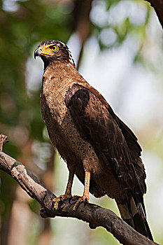 毒蛇,鹰,国家公园,印度