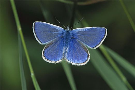 普通,蓝色,蓝灰蝶,蝴蝶,瑞士