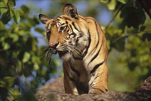 孟加拉虎,虎,幼小,班德哈维夫国家公园,印度