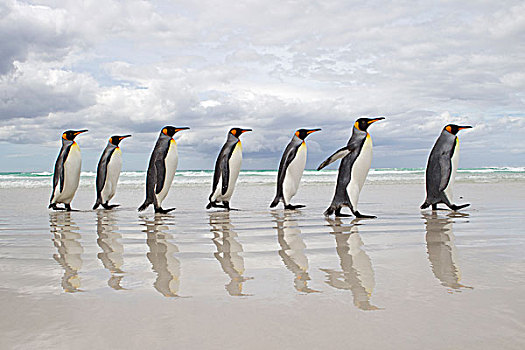 帝企鹅,海滩,自愿角,福克兰群岛