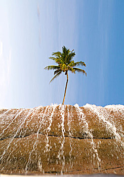 巴哈马,天堂岛,棕榈树,站立,上方,瀑布,数码合成