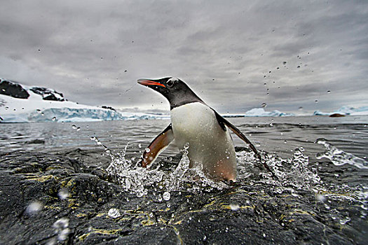 南极,岛屿,巴布亚企鹅,跳跃,水,展示,岩石,海岸线