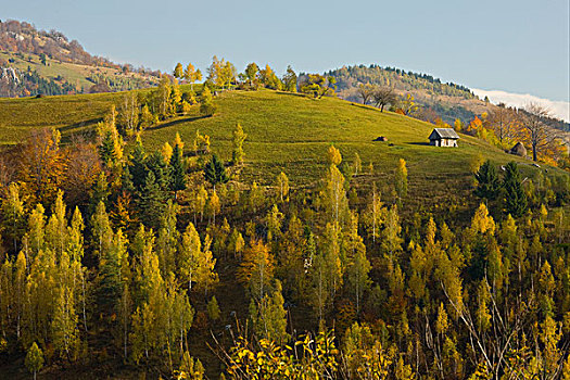 风景,草场,树林,斜坡,山峦,南方,喀尔巴阡山脉,罗马尼亚,欧洲