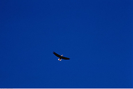 白头鹰,飞行,弓形谷,艾伯塔省,加拿大
