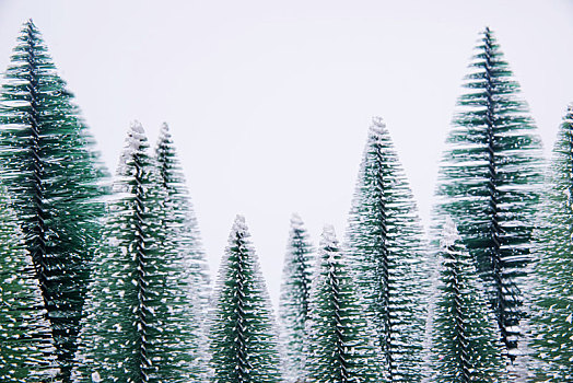 白色背景中的圣诞树雪松模型