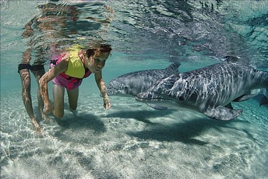 宽吻海豚,一对,互动,海豚,追求,学习,中心,夏威夷