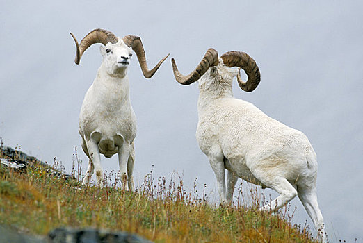 两个,野大白羊,准备,头部,支配,展示,德纳里峰国家公园,阿拉斯加