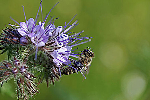 蜜蜂,紫花