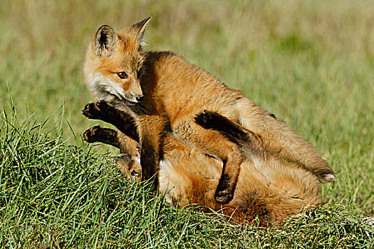 红狐,小动物,玩