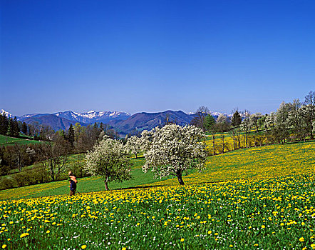 花,梨树,奥地利,阿尔卑斯山,莫斯托格,下奥地利州,欧洲