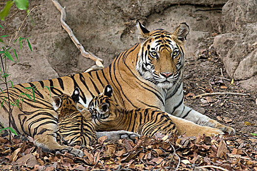 孟加拉虎,虎,星期,老,幼兽,吸吮,巢穴,班德哈维夫国家公园,印度