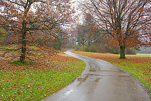湿,秋天,白天,公园,道路