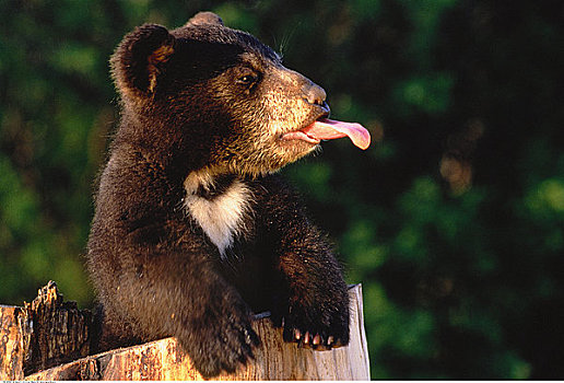 黑熊,幼兽,伸舌头,艾伯塔省,加拿大