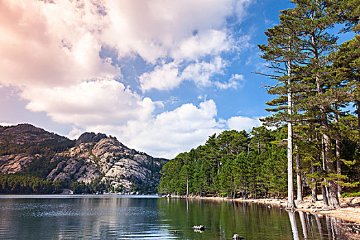 野外,风景,安静,湖,松树,山,科西嘉岛,岛屿,法国