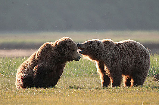 科迪亚克熊,棕熊,土地,海岸,阿拉斯加,美国