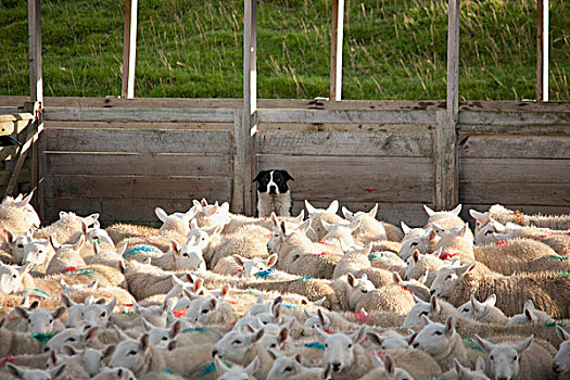 诺森伯兰郡,英格兰,标签,绵羊,畜栏