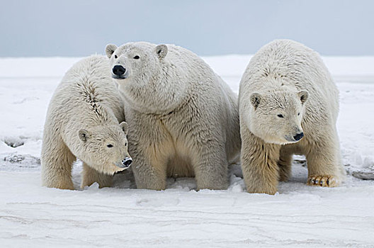 美国,阿拉斯加,北方,斜坡,区域,北极圈,国家野生动植物保护区,北极熊,母熊,一对,幼兽,冰冻,向上