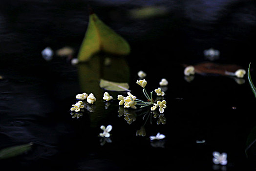 雨中凋落的桂花