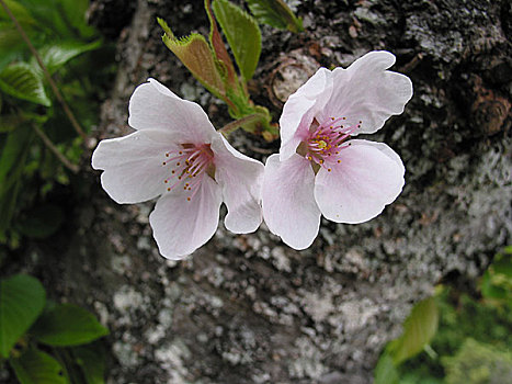 山口县,桥,樱花,光盘存储