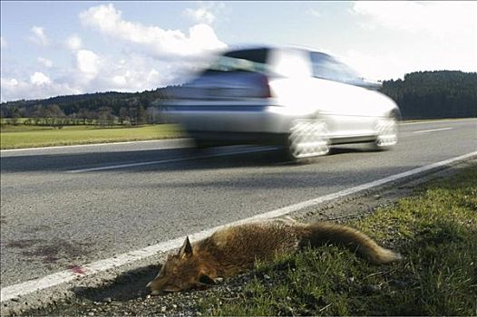 汽车,道路,软长椅,死,狐狸,意外,跑,上方,动物