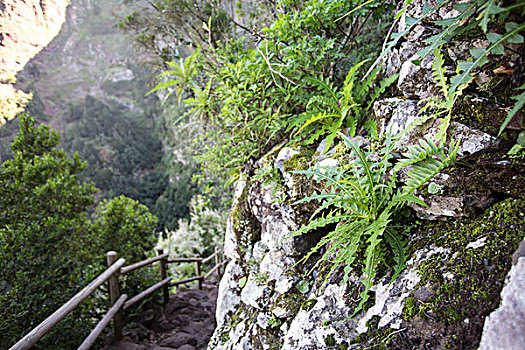 植物,小路