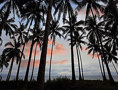 椰树,椰,树,日落,靠近,薄荷岛,菲律宾