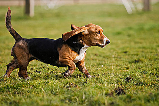 巴塞特猎犬,跑,草地