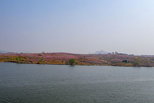 山东蒙阴乡村桃花