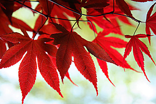 红色,枫树,叶子
