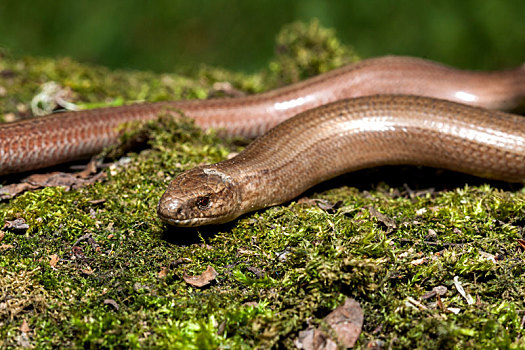 蛇蜥,捷克共和国