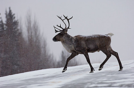北美驯鹿,驯鹿属,走,雪路,阿拉斯加