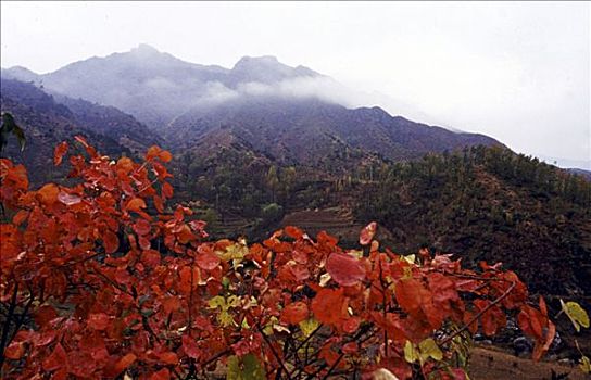 2001,河南省西部伏牛山