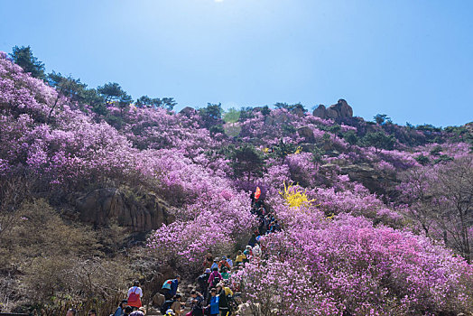 青岛大珠山杜鹃花