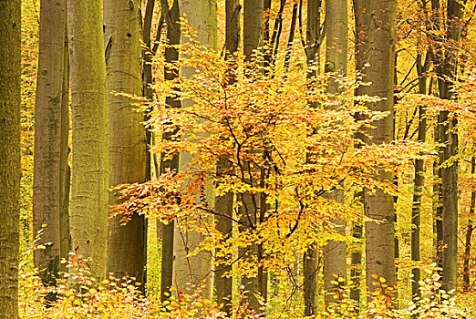 山毛榉,树林,秋天,靠近,勃兰登堡,德国,欧洲
