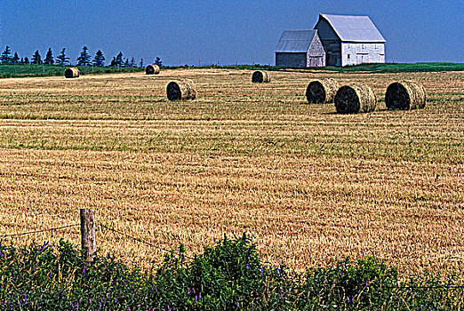 农舍,干草,爱德华王子岛,加拿大