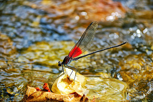 中国湖北省恩施市望城坡风景区小溪中停留的蜻蜓
