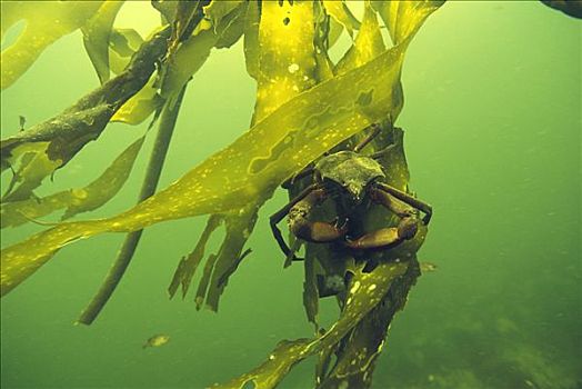 海藻,螃蟹,巨藻,水下,格里夸湾,温哥华岛,不列颠哥伦比亚省,加拿大