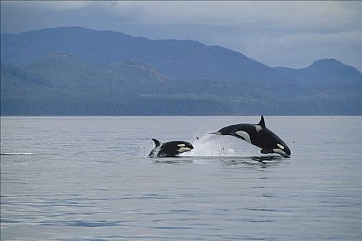 逆戟鲸,跳跃,水,弗雷德里克湾,阿拉斯加