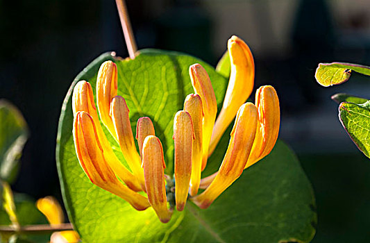 金银花,花