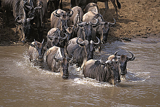 蓝角马,角马,牧群,马拉河,迁徙,马赛马拉,公园,肯尼亚