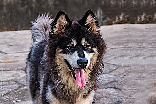 阿拉斯加雪橇犬