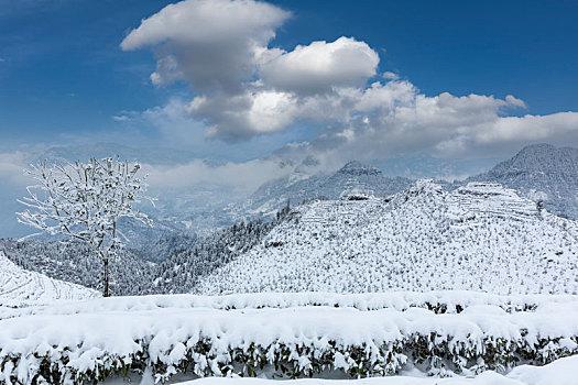 四川宜宾珙县鹿鸣茶山冬季雪景