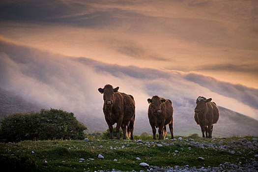 母牛,漂浮,雾气,日落,背景,爱尔兰