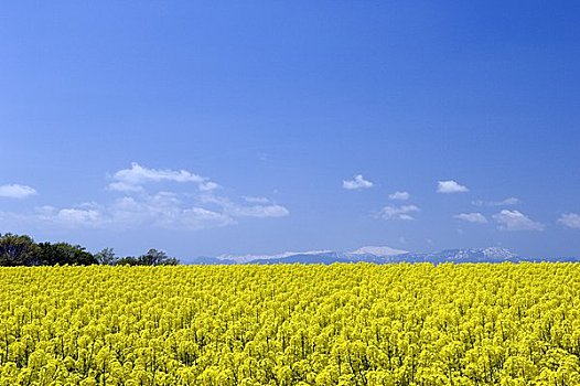 田芥菜,地点