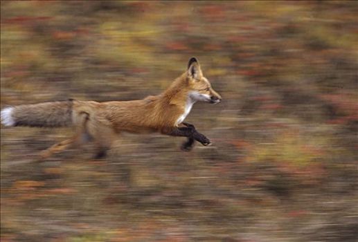红狐,狐属,幼仔,靠近,窝,北方,斜坡,阿拉斯加