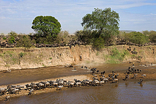 蓝角马,角马,牧群,马拉河,迁徙,马赛马拉国家保护区,肯尼亚