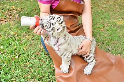 动物园管理员,喂婴儿,白色,虎