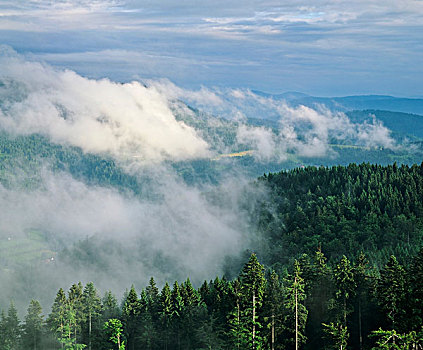雾,上方,山谷,北方,黑色,树林,巴登符腾堡,德国,欧洲