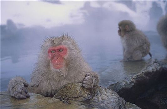 日本猕猴,雪猴,群,湿透,温泉,日本,阿尔卑斯山,长野