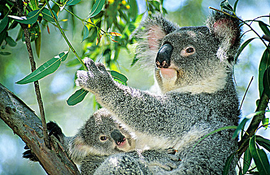 母兽,树袋熊,老,幼兽,布里斯班,澳大利亚